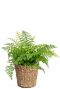 Asplenium im korb