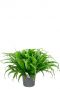 Asplenium osaka groene kamerplant 1