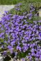 Aubrieta hamburger stadtpark gartenpflanze