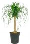 Beaucarnea recurvata Elefantenfuß