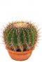 Echinocactus ingens Kaktus