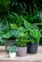 Billige-blumentopfe-kunststoff-san-remo  7