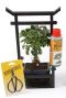Bonsai-baumpflege-set 1