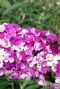 Buddleja berries cream gardenpflanze
