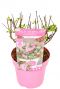 Buddleja butterfly candy little pink