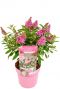 Buddleja butterfly candy little pink bloem