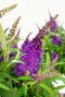 Buddleja butterfly candy little purple gartenpflanze