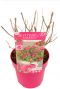 Buddleja butterfly candy little ruby