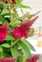 Buddleja butterfly candy little ruby gartenpflanze