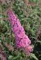 Buddleja davidii pink delight gartenpflanze
