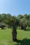 Butia capitata var odorata 9865 gartenpflanze