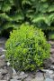 Buxus sempervirens ball 20cm