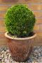Buxus sempervirens ball 40cm