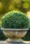 Buxus sempervirens ball 50cm 1