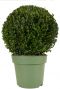 Buxus sempervirens ball p24