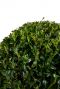 Buxus sempervirens ball p24 blad
