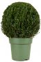 Buxus sempervirens ball p33 1