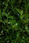 Buxus sempervirens pyramid blad 1
