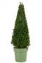 Buxus sempervirens pyramid p21