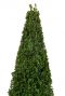 Buxus sempervirens pyramid plant