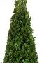 Buxus sempervirens pyramid tuinplant