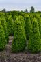 Buxus sempervirens pyramid tuinplanten 1