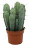 Cactus-myrtillocactus-geometrizans
