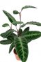 Monstera Siltepecana