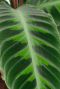 Alocasia Branchifolia Pink Passion blad