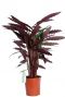 Calathea rufibarba Wavestar Pfeilwurze