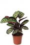 Calathea cora