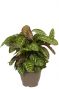 Calathea flamestar grote plant