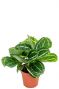Calathea Grünpflanze