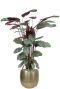 Calathea in gouden pot