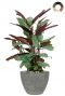 Calathea in luxus topf