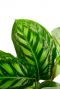 Calathea zimmerpflanze grün gestreift