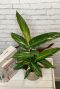 Calathea magicstar zimmerpflanze