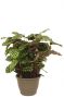 Calathea makoyana kamerplant