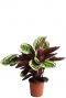 Calathea Angela - Pfeilwurze