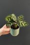 Calathea mini pflanze