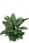 Calathea oppenheimiana pfeilwurze