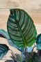 Calathea ornata gestreiftes blatt