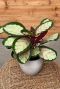 Hoya Krohniana Silver blad