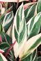Calathea stromanthe triostar blad
