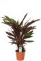 Calathea wavestar zimmerpflanze