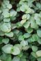 Callisia repens p12 pflanze