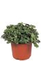 Callisia repens plant p12