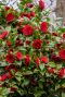 Camellia japonica black lace gartenpflanze 15 1