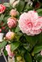 Camellia japonica bonomiana gartenpflanze 24