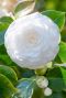 Camellia japonica centifolia alba gardenpflanze